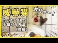 保護したビビり猫を、2日で手懐ける方法がコレ!後編【博多弁を喋る猫・金4】/ timid kitten grows cute
