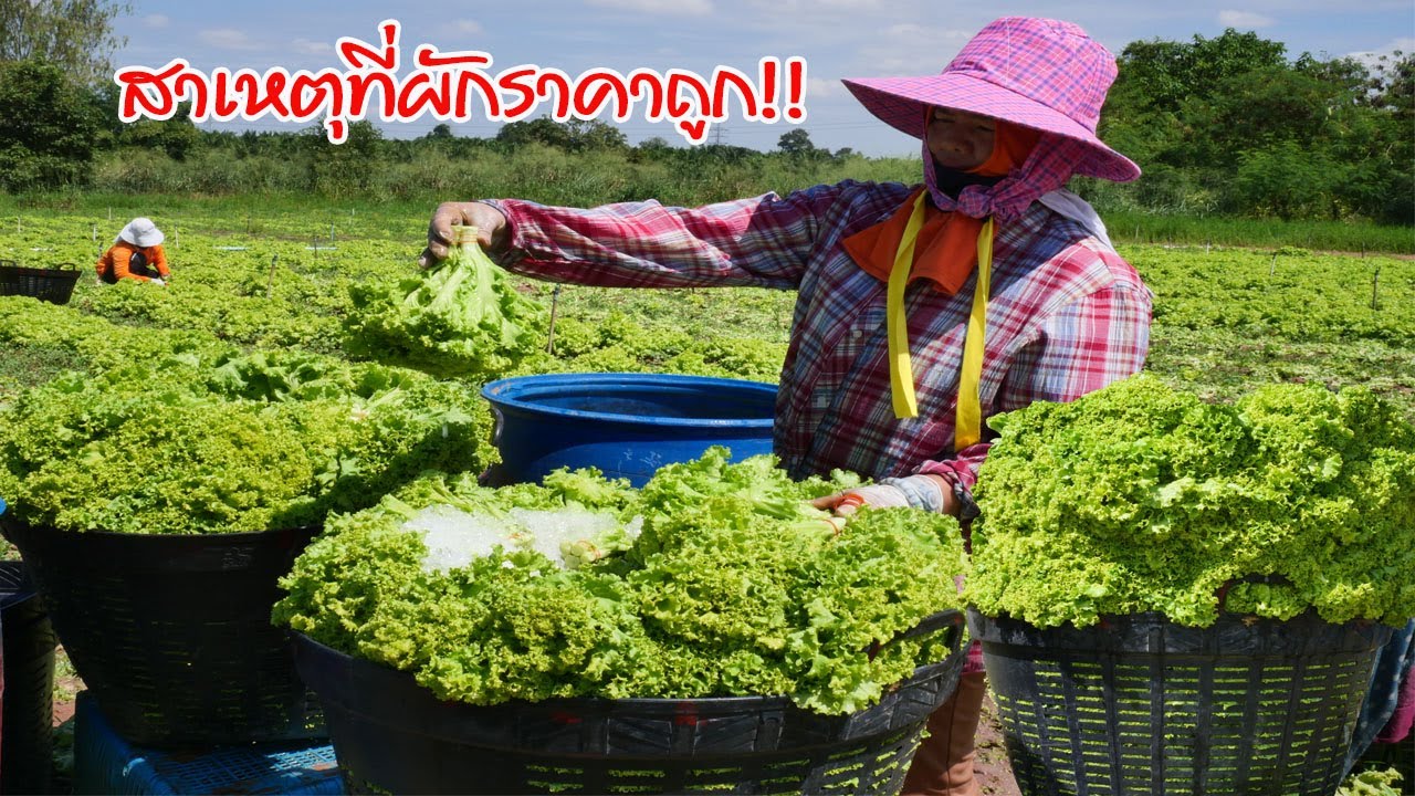 เจอแล้ว!! สาเหตุที่ผักจากสวนราคาถูก