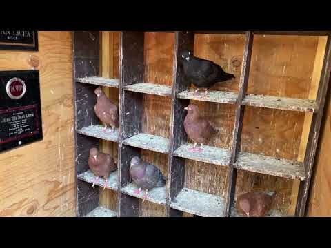 TRAINING ROLLER PIGEONS METHOD PT2