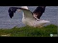 Royal Albatross ~ Tiaki Getting Ready To Go! Beautiful Wingers &amp; Closeups! 9.24.21