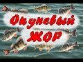 Рыбалка. Окуневый жор