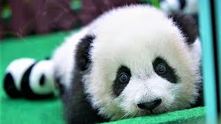 PANDAS TIERNOS BEBES JUGANDO 🔵 VIDEOS DE PANDAS CHISTOSOS #2