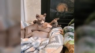 Hairless Cat Compilations by Loki and Armani Time 17,695 views 3 years ago 49 seconds