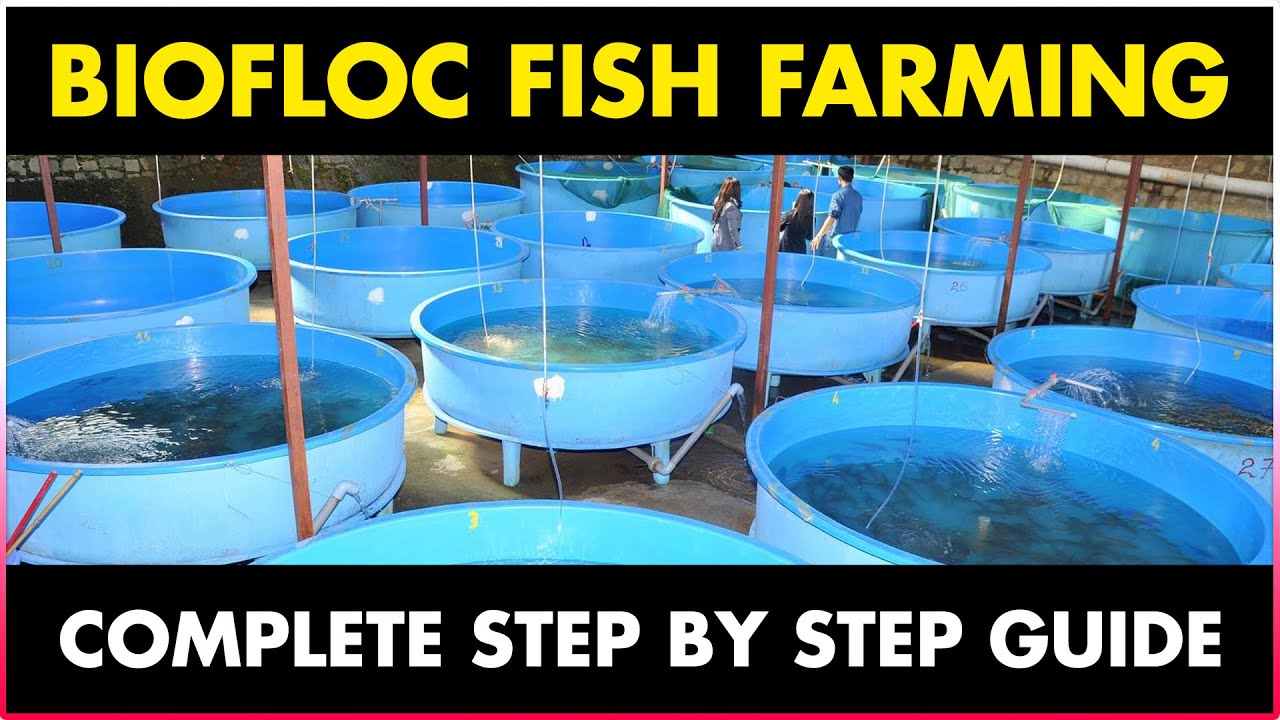 How To Start Biofloc Farming Biofloc Fish Farming