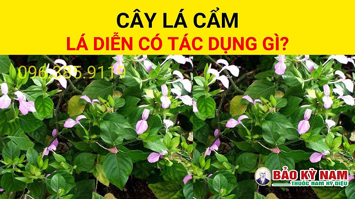 Lá cẩm như thế nào