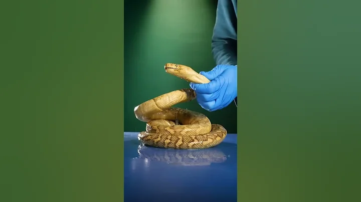 I Found a Snake with Legs - DayDayNews