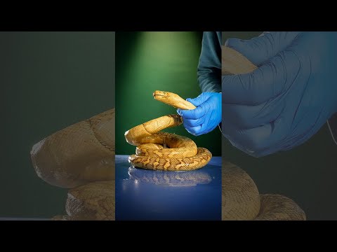 Video: Șerpii au coloană vertebrală?