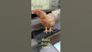 Suara Induk Ayam, Anak ayam pasti diam mendengarnya 👍