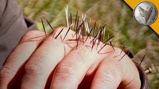 yikes! quilled by a porcupine!