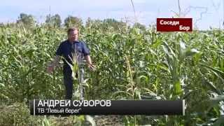 «Сосед» №21, Бор. «Возрождение села»(, 2014-09-18T11:24:35.000Z)