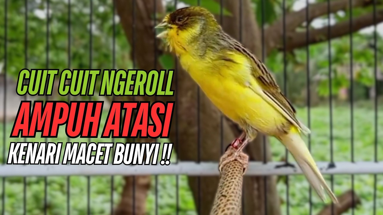 SUARA Kenari GACOR PANJANG Pancingan & masteran Kenari Paud AGAR gacor AMPUH Kenari MACET bunyii