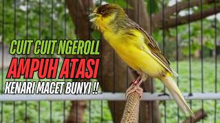 Download Lagu SUARA Kenari GACOR PANJANG Pancingan \u0026 masteran Kenari Paud AGAR gacor AMPUH Kenari MACET bunyii MP3