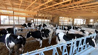 Moving Cattle into Upgraded Barn