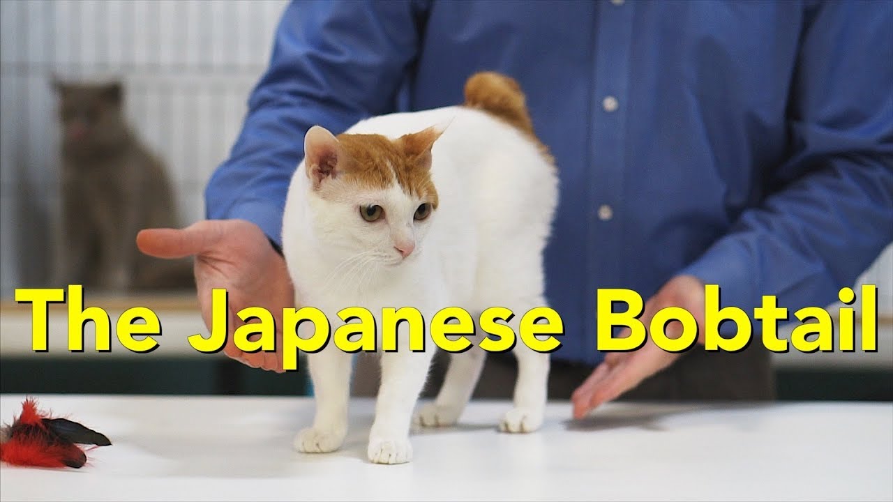japanese bobtail cats