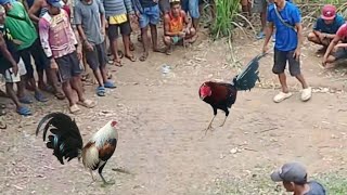 Talisay May Tahid Sa Ulo Pula May Tahid Din Sa Ulo