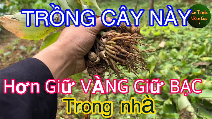 Cây gì nhà nào cũng có để dọn dẹp