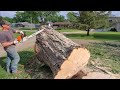 #143 Cutting Firewood : Sidewalk Slam on Huge Maple