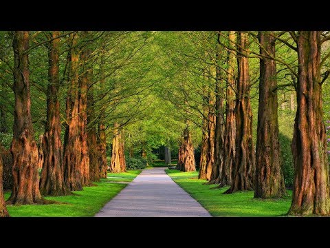 Mind Body Soul Music | Deep Healing Music For Relaxation | B.Sivaramakrishna Rao