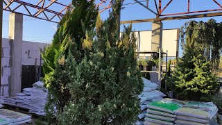 обзор на эффектный можжевельник китайский стрикта варигата:)