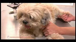 AGRITV APRIL 16, 2017 EP HAPPY PETS 101