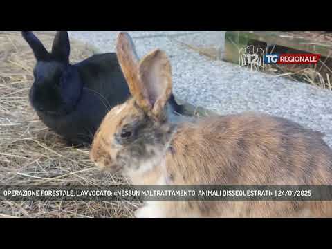 OPERAZIONE FORESTALE, L'AVVOCATO: «NESSUN MALTRATTAMENTO, ANIMALI DISSEQUESTRATI» | 24/01/2025