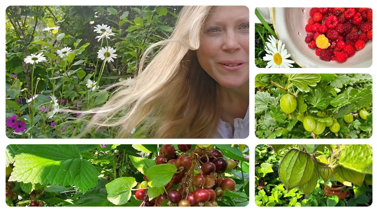 Big Berry Update - YouTube