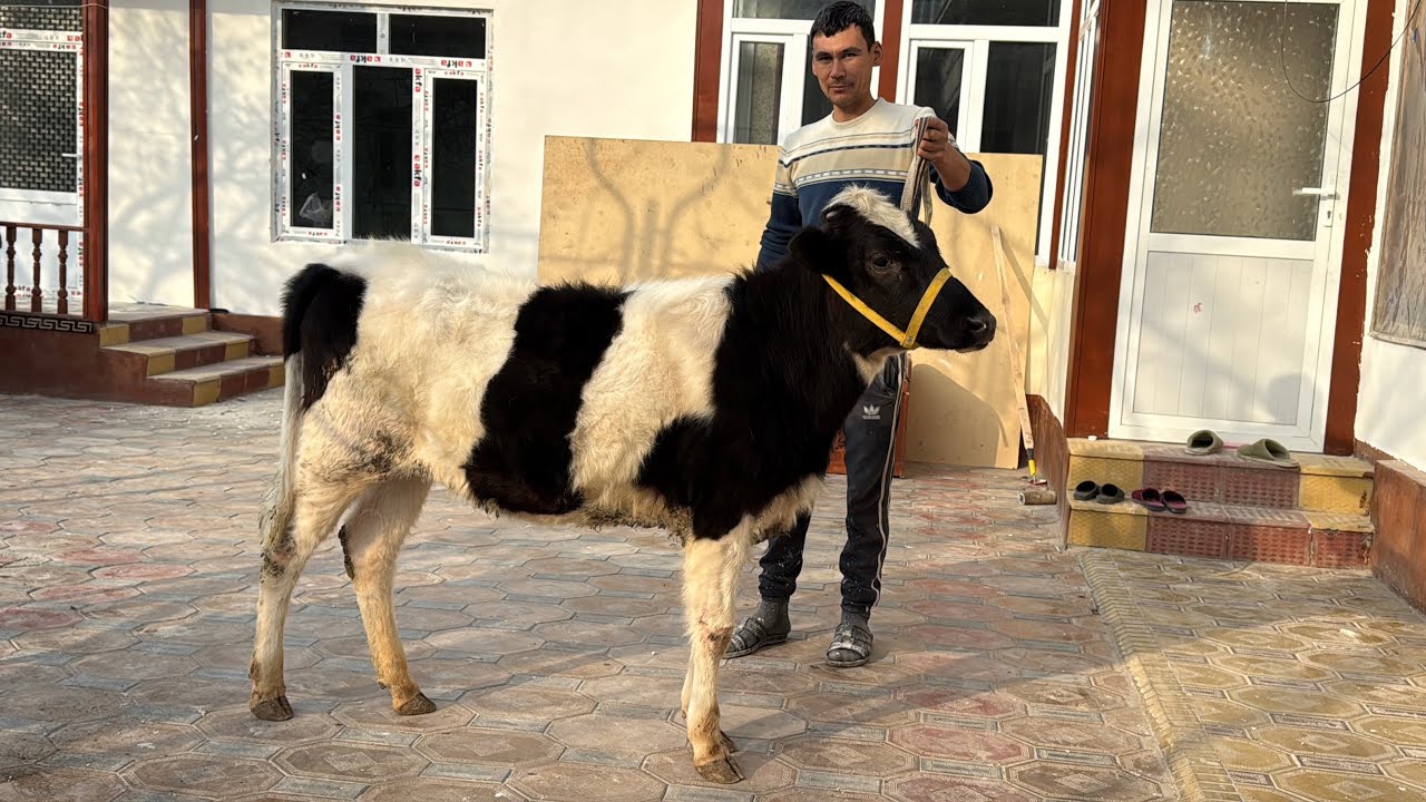 ✅OLA PARODA SIGIRBOP HUNOJINLAR SOTUVDA👈