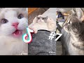 LOS MEJORES TIK TOKS DE GATOS Y PERROS #7 - Recopilación de Tik Toks de animales