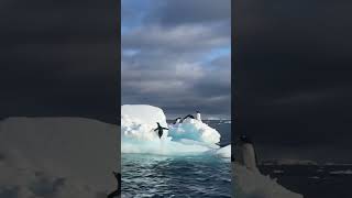 PENGUINS IN ANTARCTICA 🇦🇶 🐧😆 #shorts #antarctica #penguins