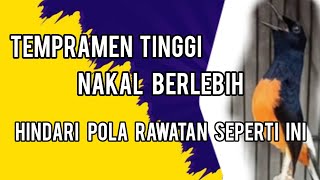 Download Lagu MURAI OVER EMOSI/TEMPRAMEN jangan pakai rawatan seperti ini bisa tambah parah MP3