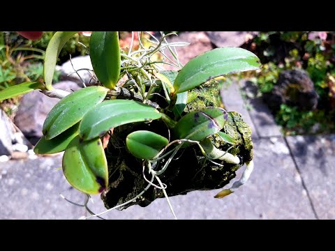 Cattleya aclandiae или Леди Экланд Уход и Содержание орхидеи в домашних условиях.