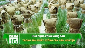 Ứng dụng công nghệ cao trong sản xuất giống cây lâm nghiệp | VTC16