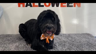 Easy Cockapoo Groom | Dog Grooming by Go Fetch Grooming 564 views 7 months ago 13 minutes, 49 seconds