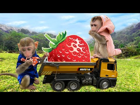 Farmer Bim Bim harvest strawberry so funny