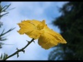 スピッツ~ヘチマの花 弾き語り