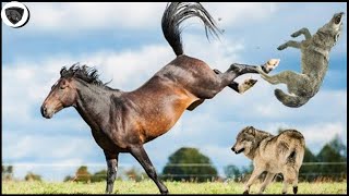 Wild Horse Used A Fatal Kick To Attack Wild Wolves So Savagely || Wild Animals 2023