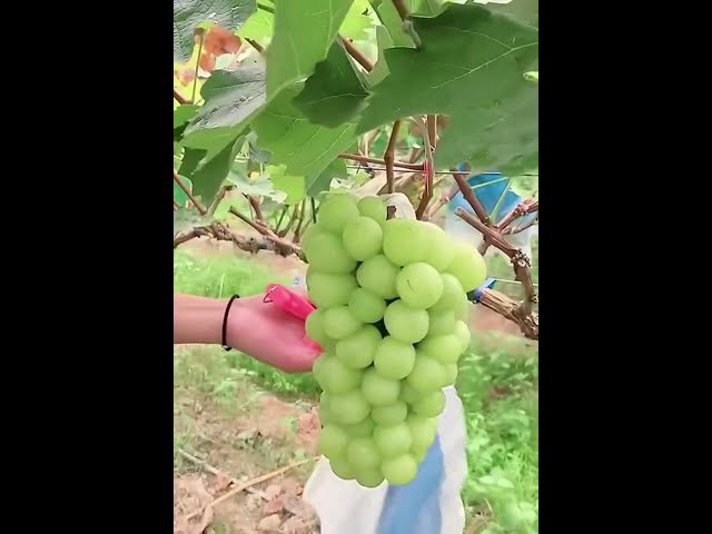 Amazing Fruit Grape Collecting | Beautiful Fruit | Youtube Shorts | Soothing Videos For Sleep. class=
