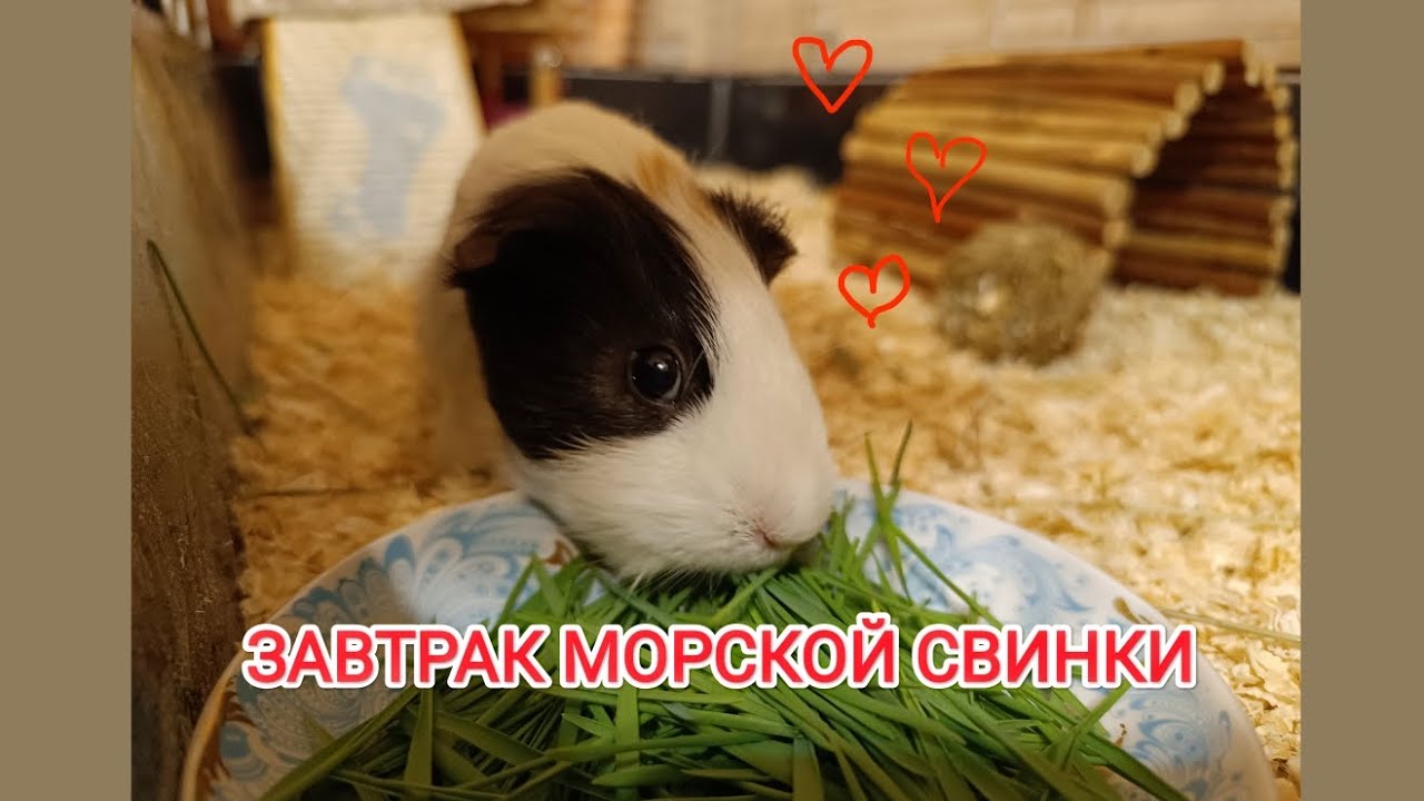 🌱МОРСКАЯ СВИНКА КУШАЕТ ТРАВКУ🌱 Выращиваю травку для морской свинки ...