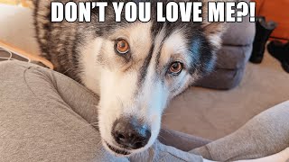 Husky Tells Me Not To Laugh At Him! Tries To Guilt Me into Buying Something!