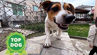 Jack Russell Terrier  Marley on top again  4K Dog Calming Video