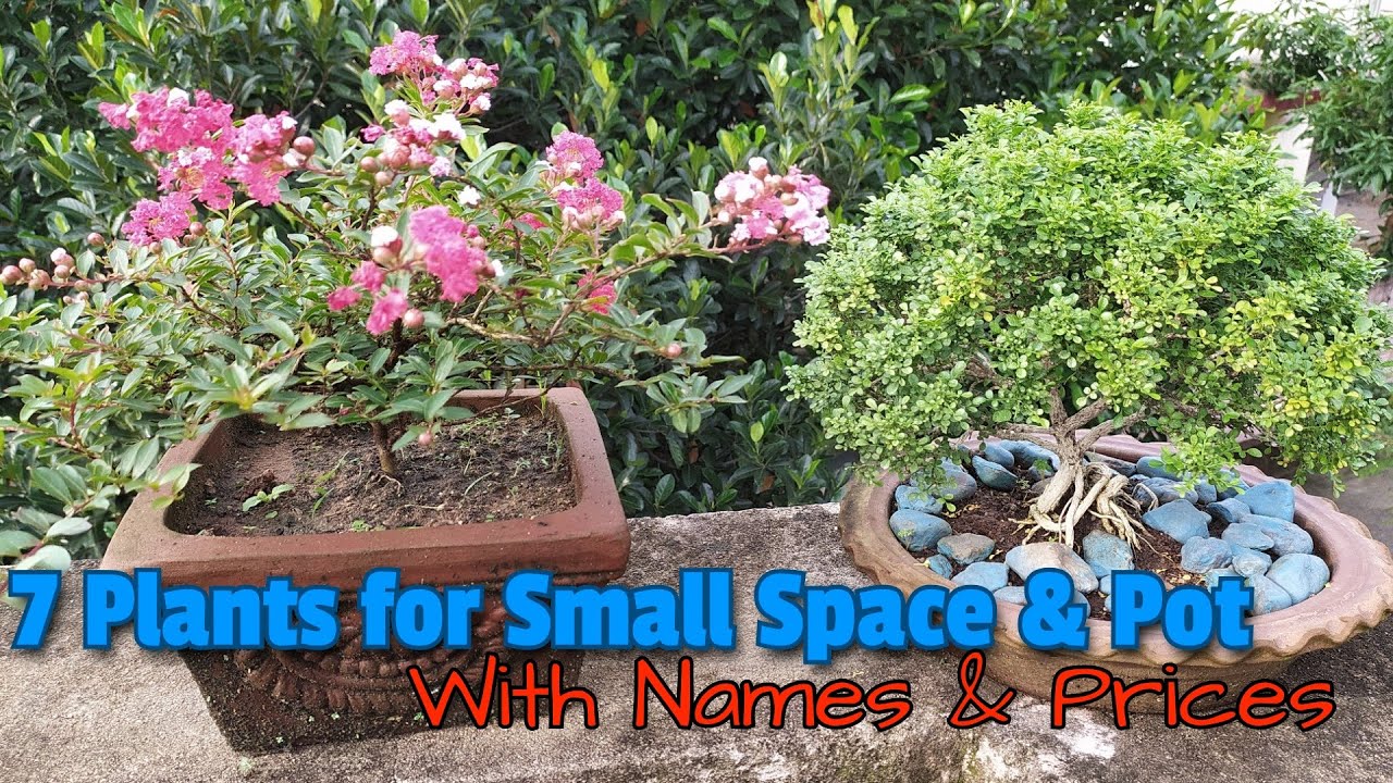 7 Best plant for Small Space garden, Plant names with Pictures, Care
