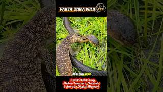 Detik-Detik King Kobra Tumbang Setelah Lehernya Digig1t Biawak⁉️#shorts #shortvideo #viralvideo