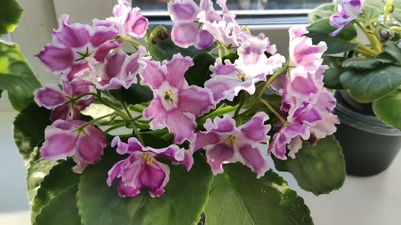 Несколько сортов из моей коллекции.