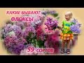 Флоксы сорта с фото и названиями. 59 красивенных сортов!