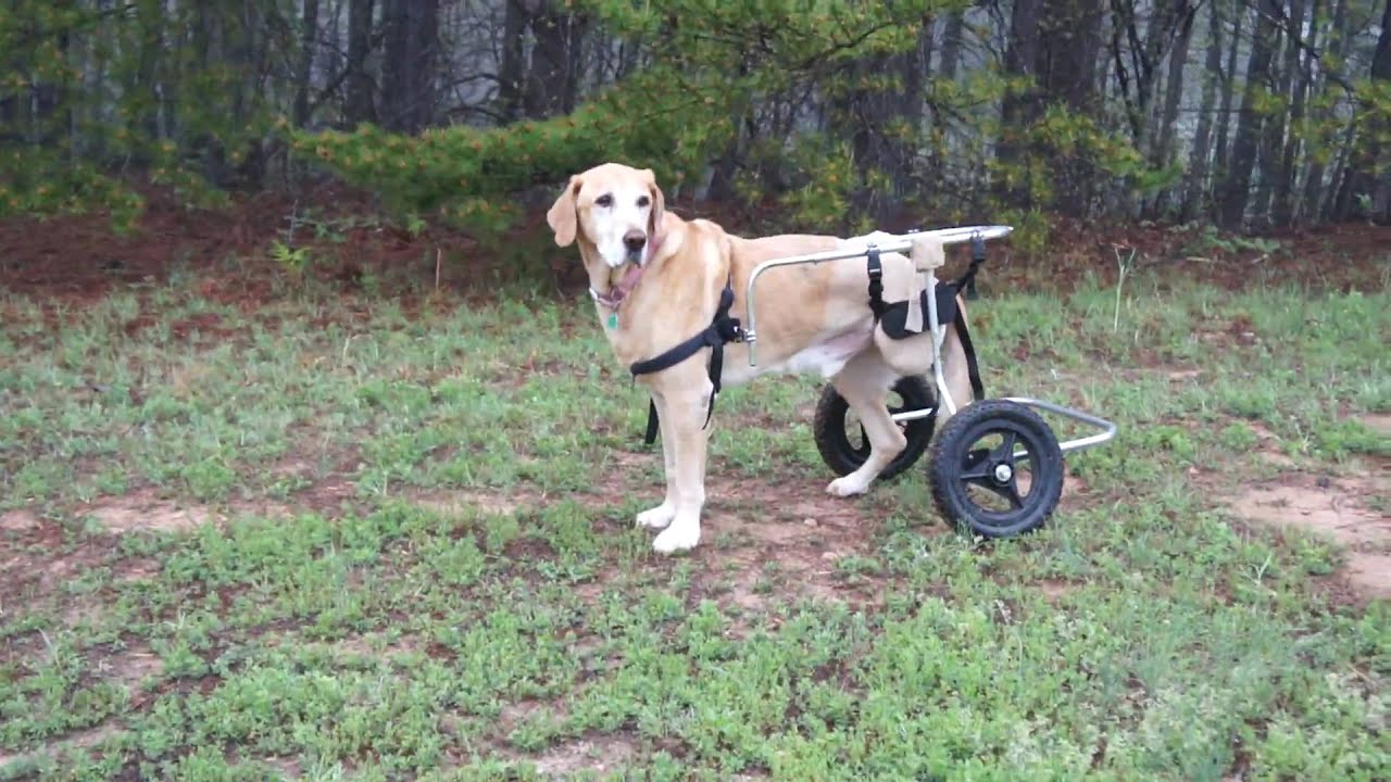 Dog Not Walking On Back Left Leg Dog Not Walking On Back Left Leg