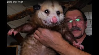 Не будите гадкого опоссума! Do not wake ugly opossum!