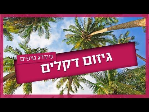 וִידֵאוֹ: כמה עולים עצי דקל?