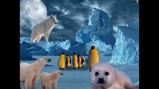 Nature et Animaux des Pays froid.wmv