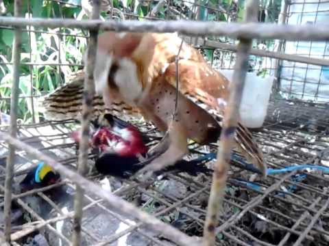 Kejadian Pembunuhan Di Halt Im Sambas berlimang pembunuhan kejam di pokgatah YouTube Kejadian Pembunuhan Di Halt Im Sambas berlimang pembunuhan kejam di pokgatah YouTube