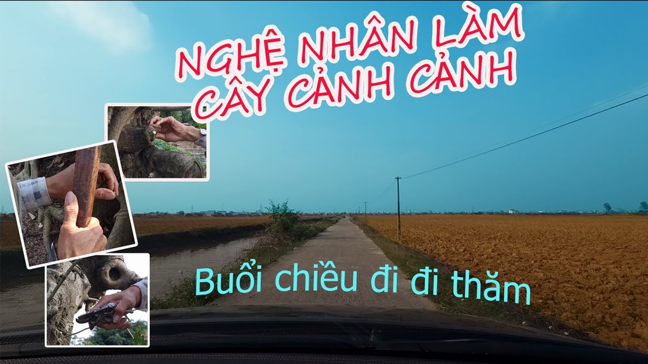 buổi chiều đi xem các nghệ nhân cây cảnh